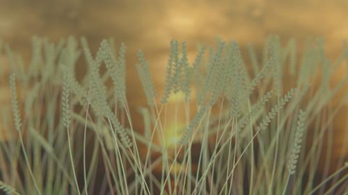 Wheat in Sunset Scene preview image